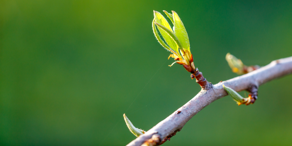 En gren med et lille skud på